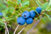 Blueberry Juice Health Benefits